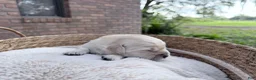 Golden Retriever dogs for sale: Bamboo of Avalon - Ad 1