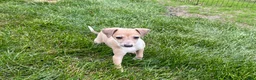 Italian Greyhound dogs for sale: Italian Greyhound female 2 fawn and white  - Ad 11