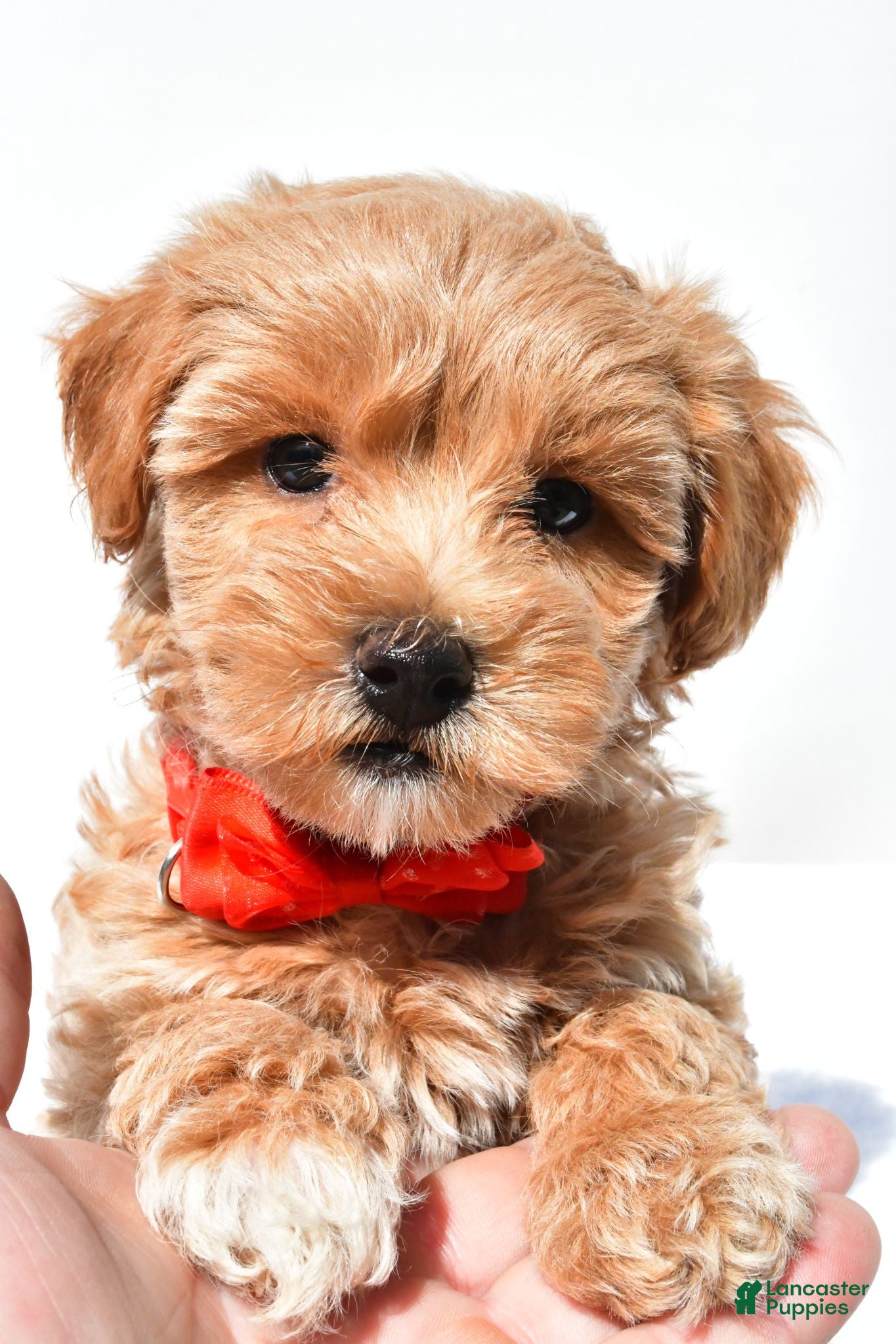 Maltipoo dogs Graham - Ad 1