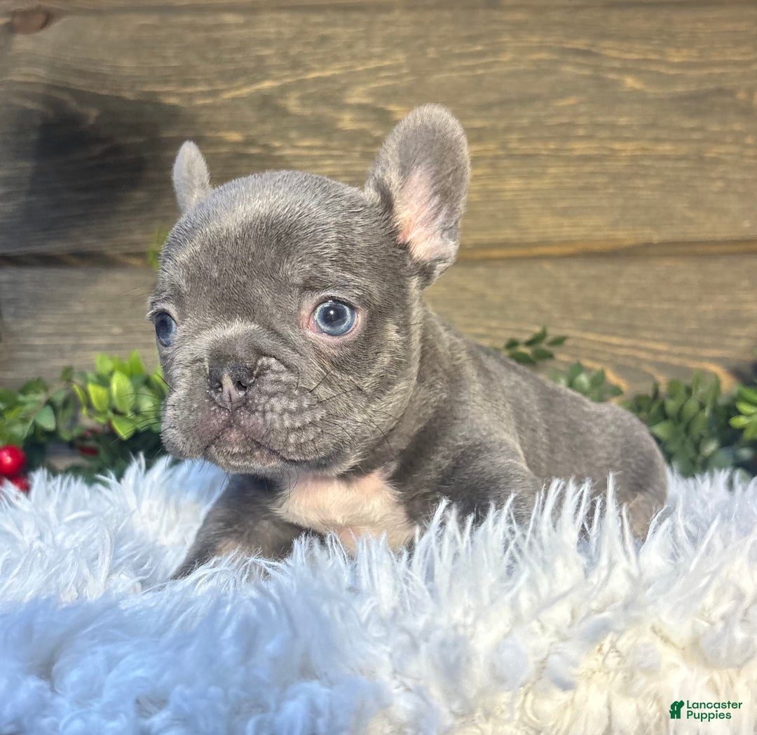French Bulldog dogs for sale: Bruno - Ad 2