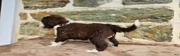 Portuguese Water Dog dogs for sale: Rebecca - Ad 12