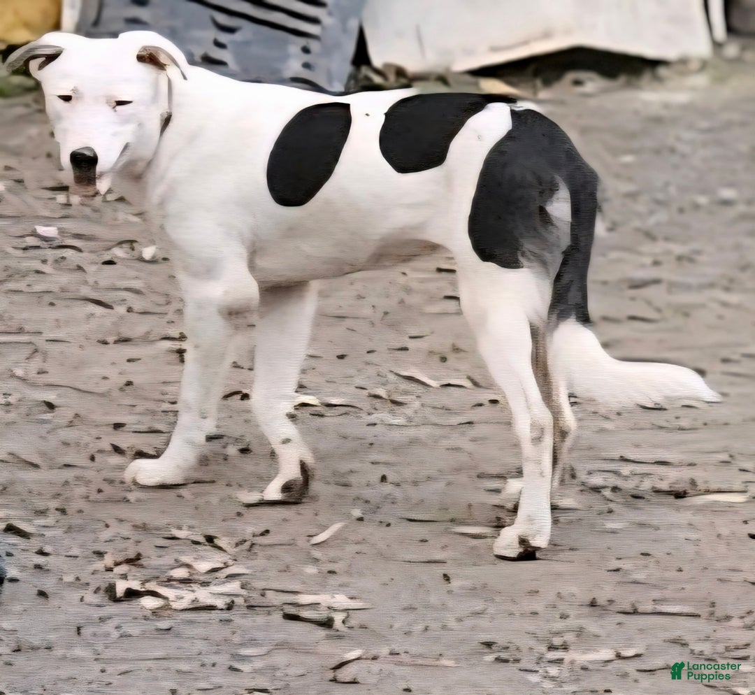 Border Collie dogs for sale: Dreami (Runt) - Ad 7