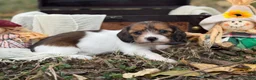 Miniature Dachshund dogs for sale: Red Piebald SILKY - Ad 6