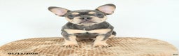 French Bulldog dogs for sale: Valentine - Ad 3
