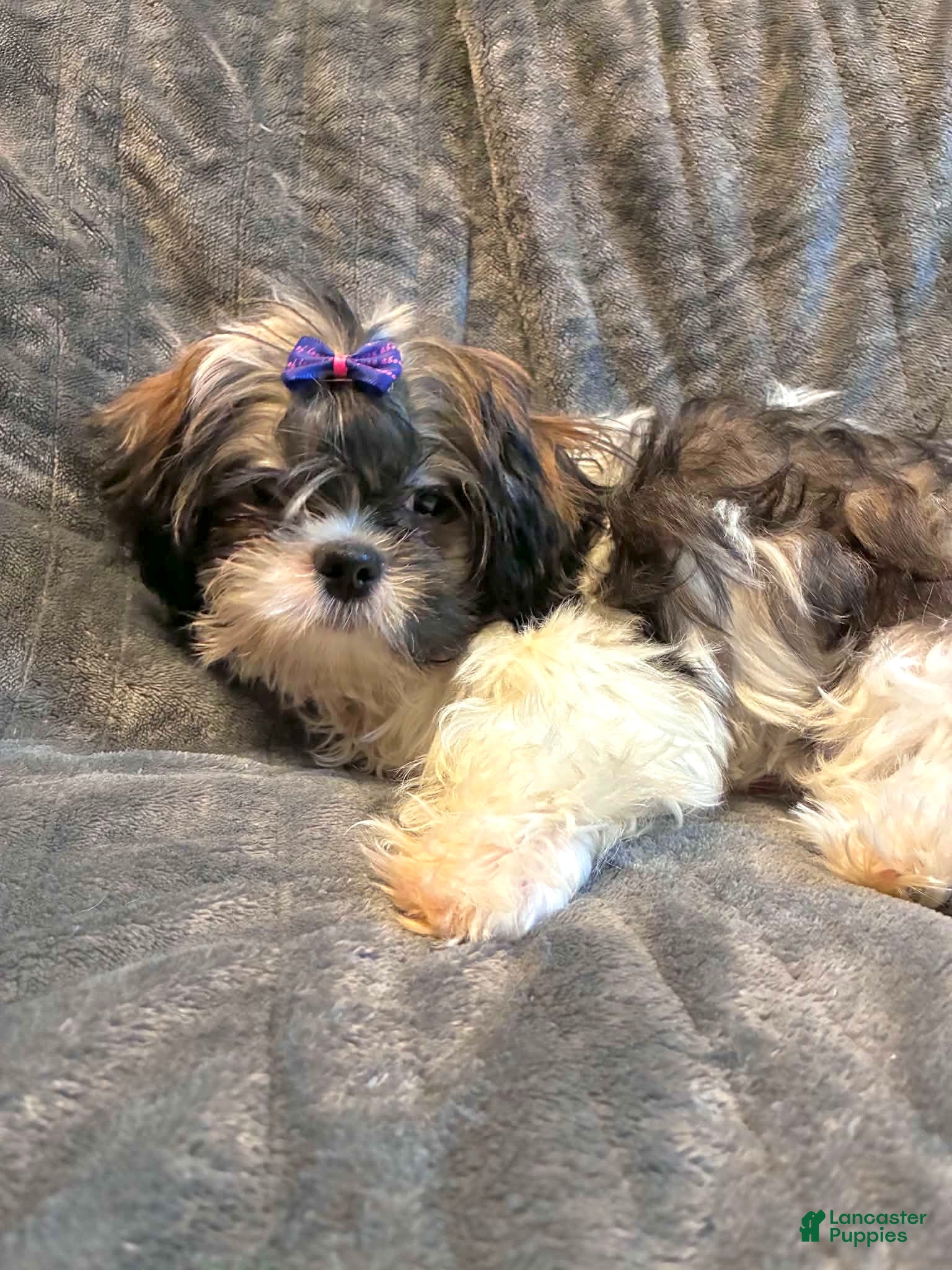 Shih Tzu dogs Prince  - Ad 1