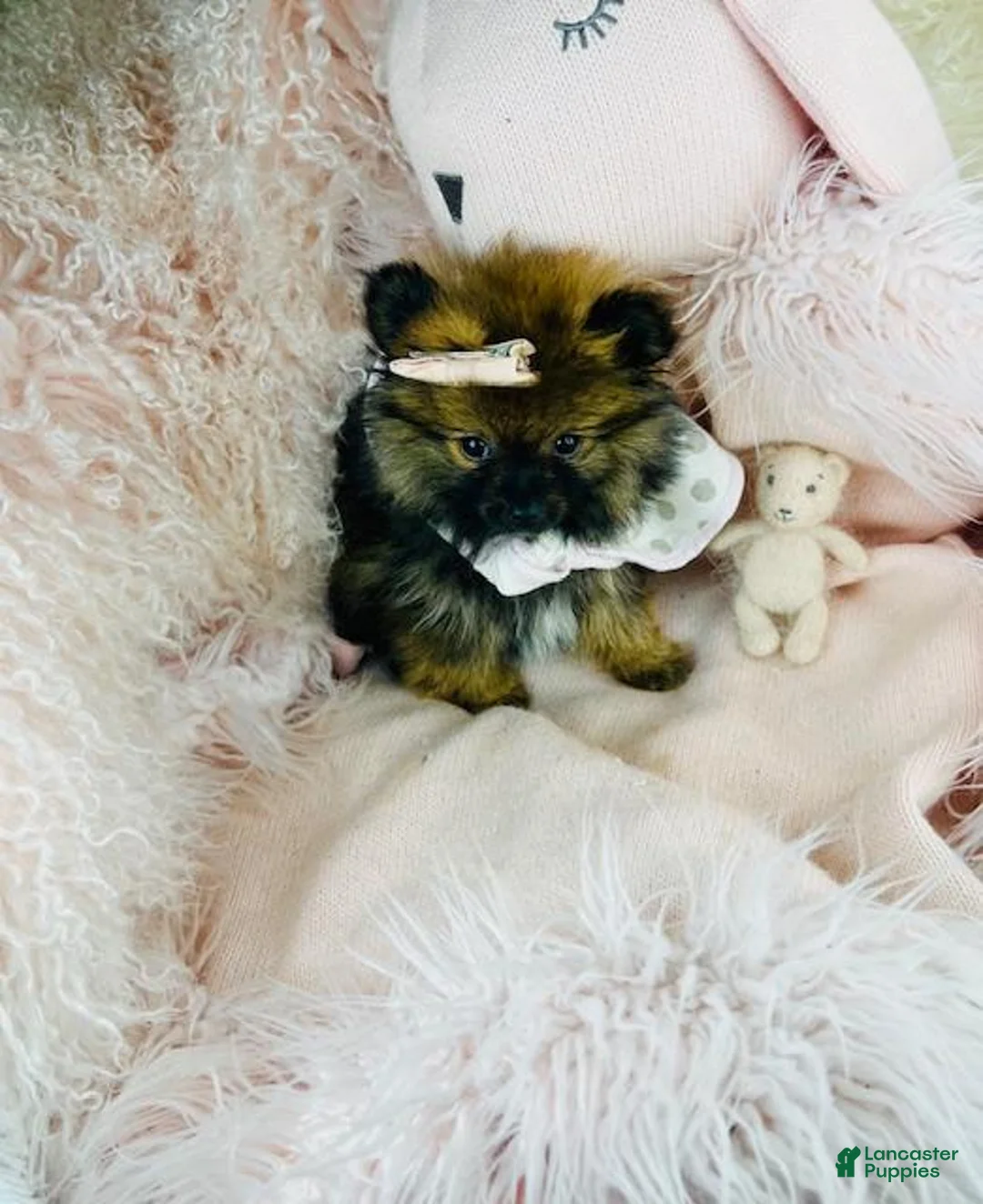 Pomeranian dogs for sale: Pomeranian Puppy 1 - Ad 2