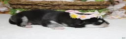 Siberian Husky dogs for sale: Kira  - Ad 6