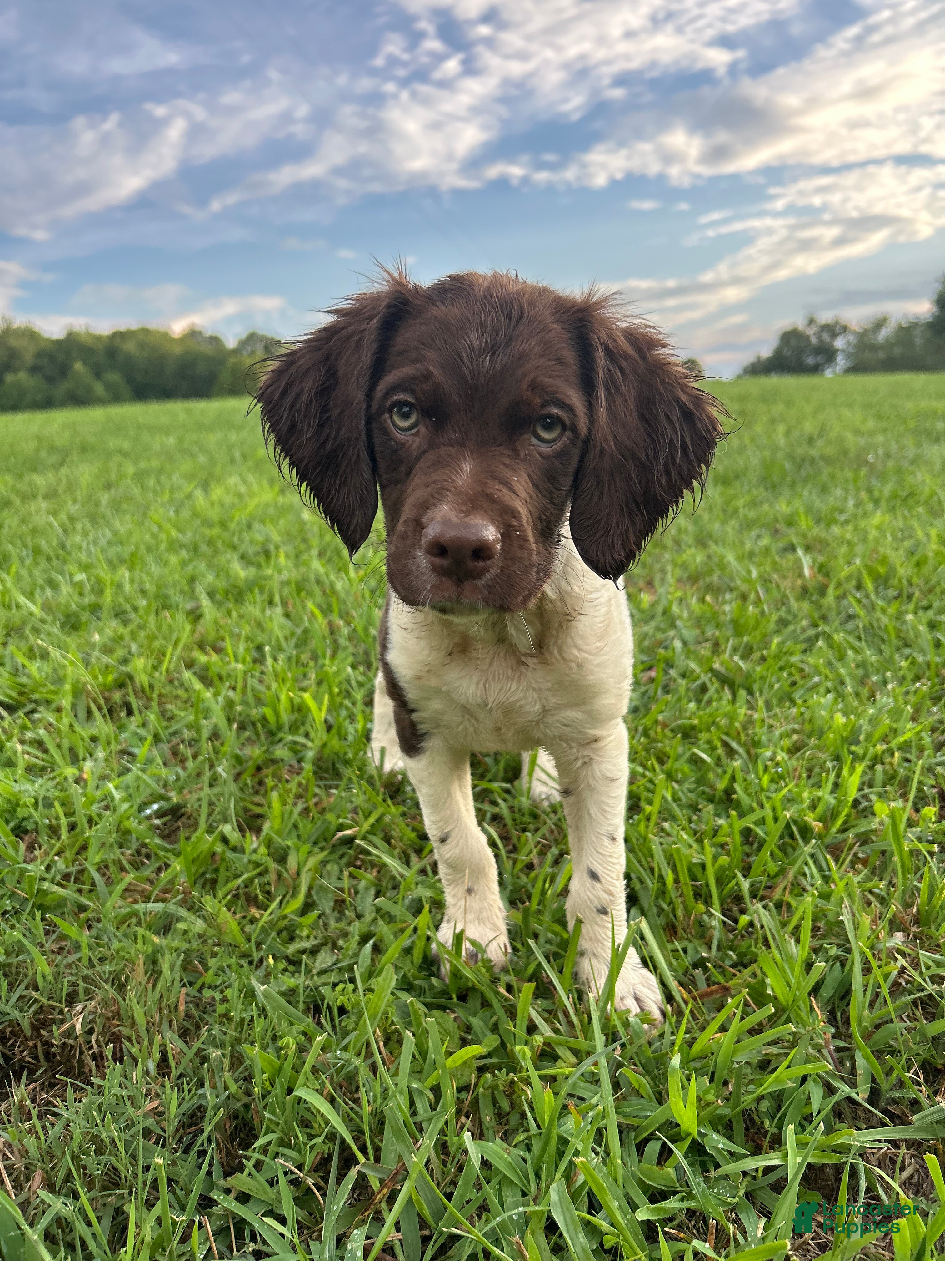 Brittany Spaniel dogs Brittany Spaniel 2 - Ad 13