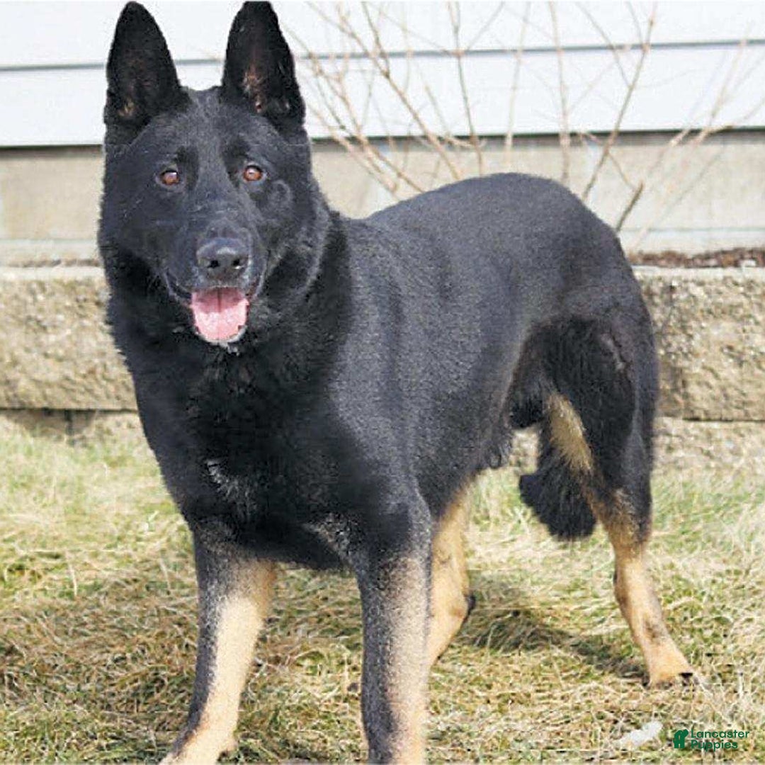 German Shepherd dogs for sale: Buddy - Ad 5