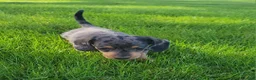 Miniature Dachshund dogs for sale: Trigger  - Ad 4