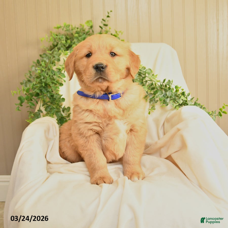 Golden Retriever dogs Mike - Ad 1