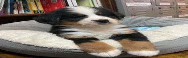 Bernese Mountain Dog 4 ROSE