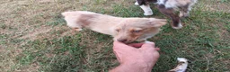 Toy Australian Shepherd dogs for sale: Belle - Ad 6