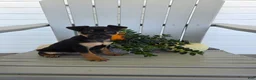 Miniature Pinscher dogs for sale: Dexter - Ad 1