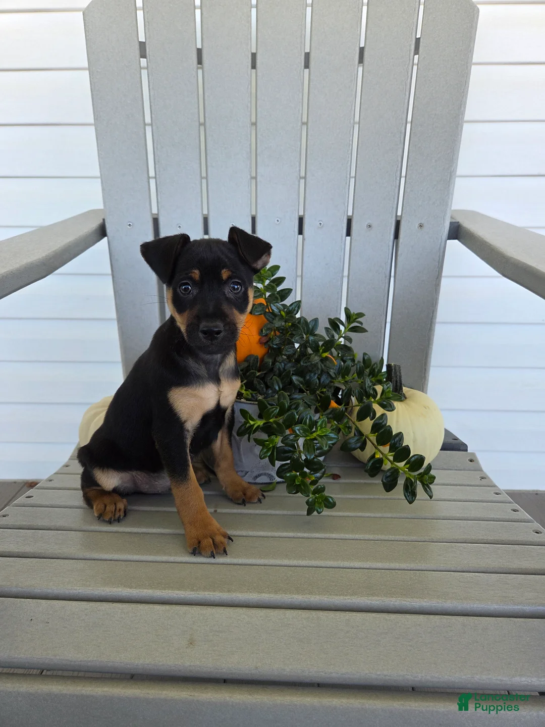 Miniature Pinscher dogs for sale: Dexter - Ad 1