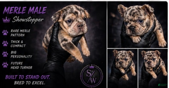 French Bulldog dogs Halo  - Ad 1