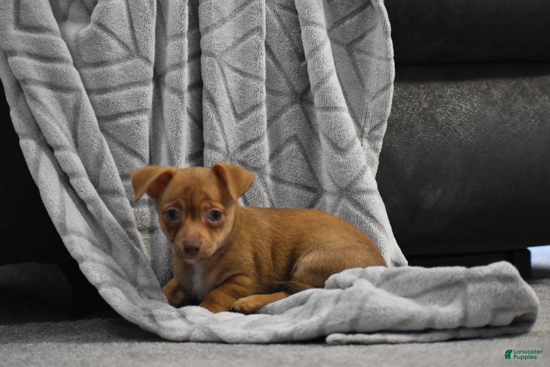 Chihuahua dogs for sale: Duke - Ad 7