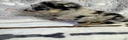 Pomsky dogs for sale: Romy - Ad 6