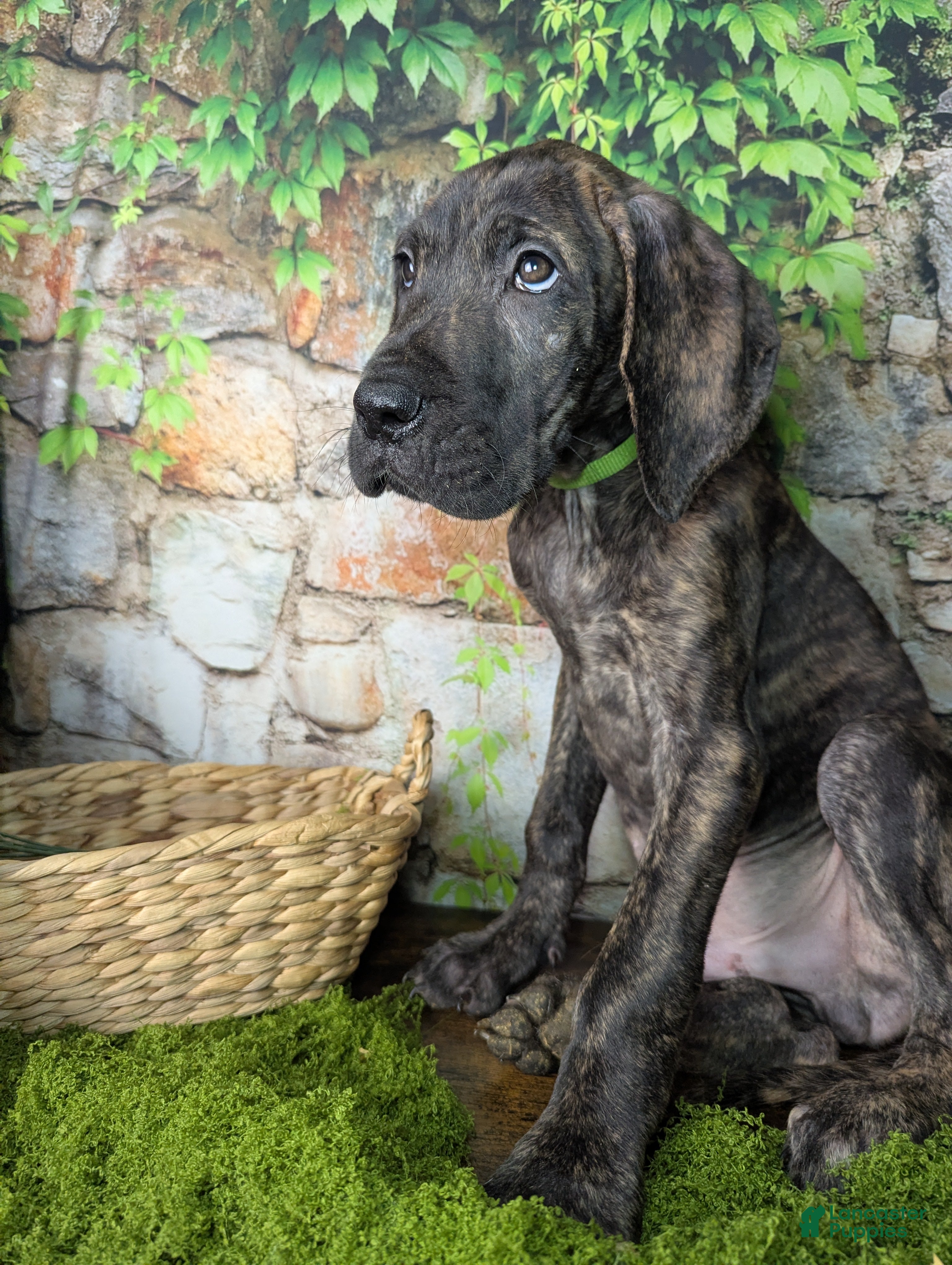 Great Dane dogs Boromir Brindle Male Great Dane Puppy  - Ad 2