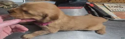 Golden Retriever dogs for sale: Red Girl - Ad 2