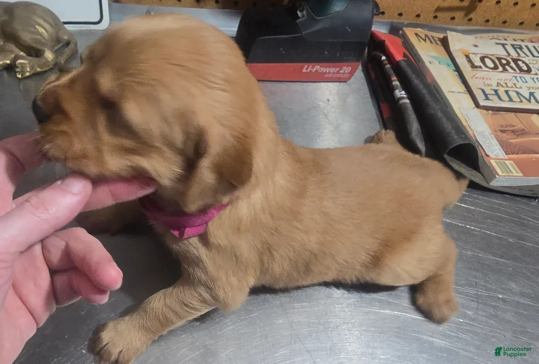 Golden Retriever dogs for sale: Red Girl - Ad 2