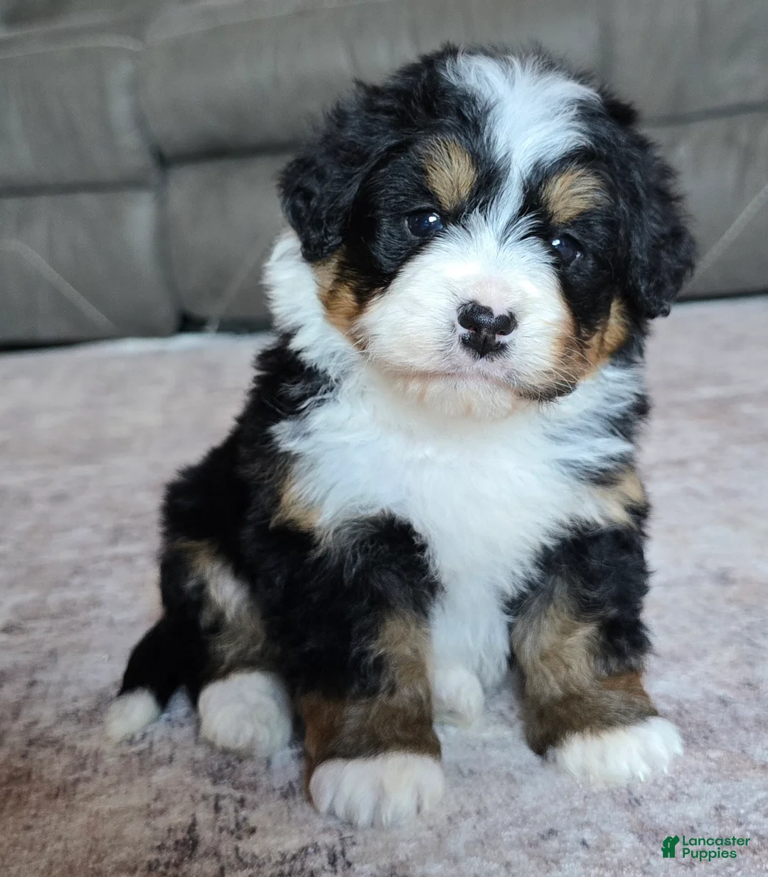 Mini Bernedoodle dogs for sale: Mini Cooper - Ad 2