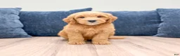 Mini Goldendoodle dogs for sale: Leo - Ad 1