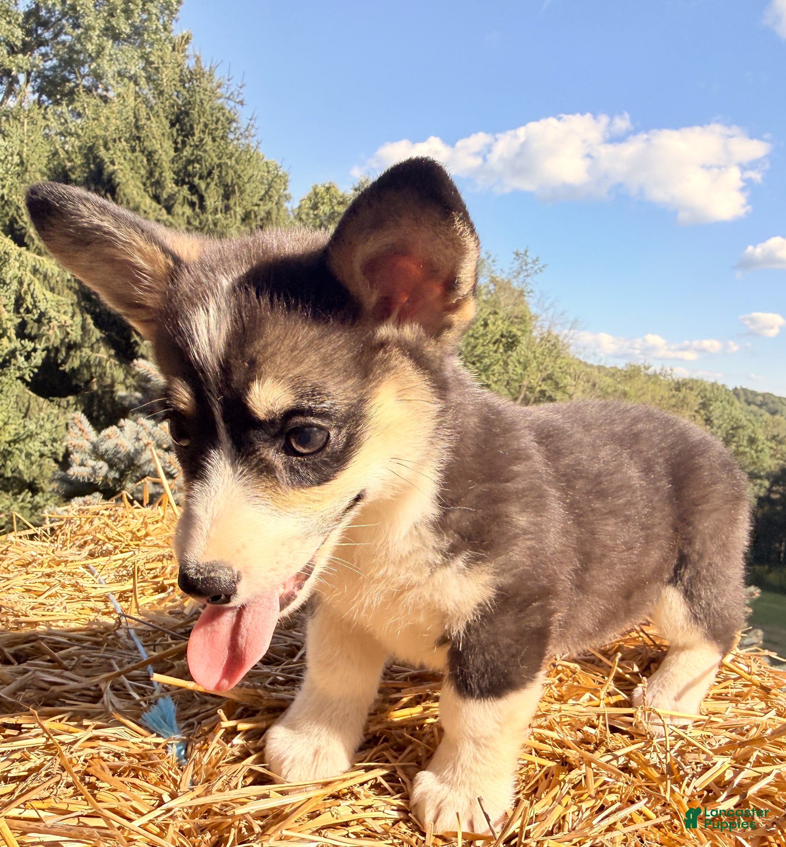 Welsh Corgi Pembroke dogs Holly - Ad 1