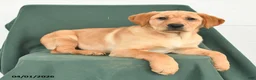 Labrador Retriever dogs for sale: Gaby - Ad 4