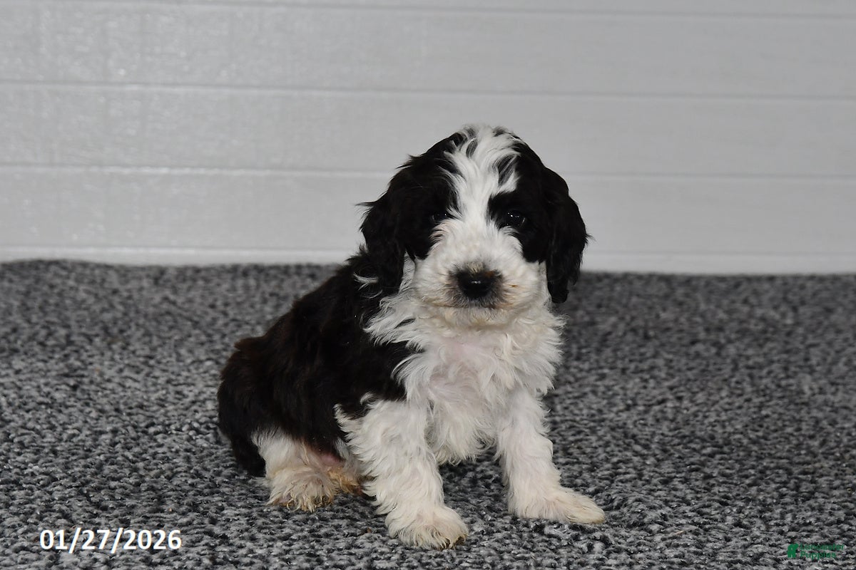 Mini Sheepadoodle dogs for sale: Pepper - Ad 1