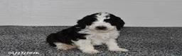 Mini Sheepadoodle dogs for sale: Pepper - Ad 1