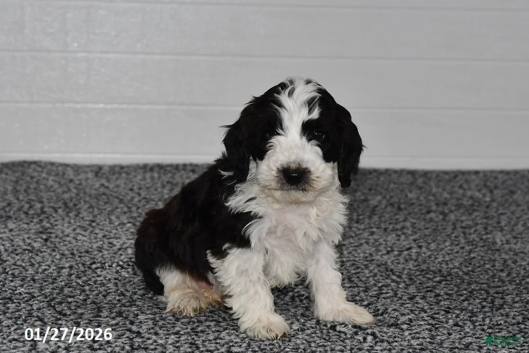 Mini Sheepadoodle dogs for sale: Pepper - Ad 1