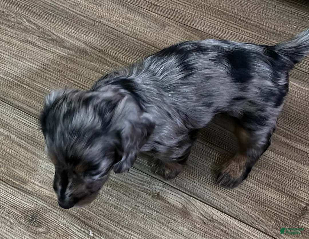 Miniature Dachshund dogs for sale: Miniature Dachshund Puppy 1 - Ad 2