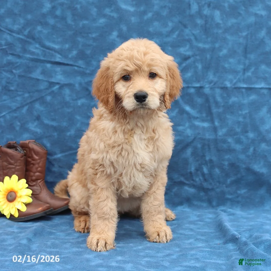Goldendoodle dogs for sale: Jenny - Ad 4
