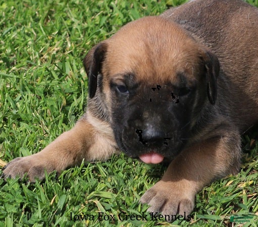 Mixed Breed dogs Boomer - Ad 25