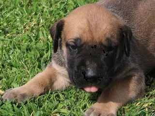 Mixed Breed dogs Boomer - Ad 25