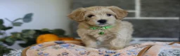 Maltipoo dogs for sale: Beanie - Ad 5