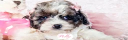Cavapoo dogs for sale: Polly - Ad 10