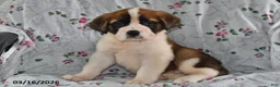 Saint Bernard dogs for sale: Lucy - Ad 1