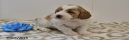 Mini Goldendoodle dogs for sale: Bo  - Ad 10