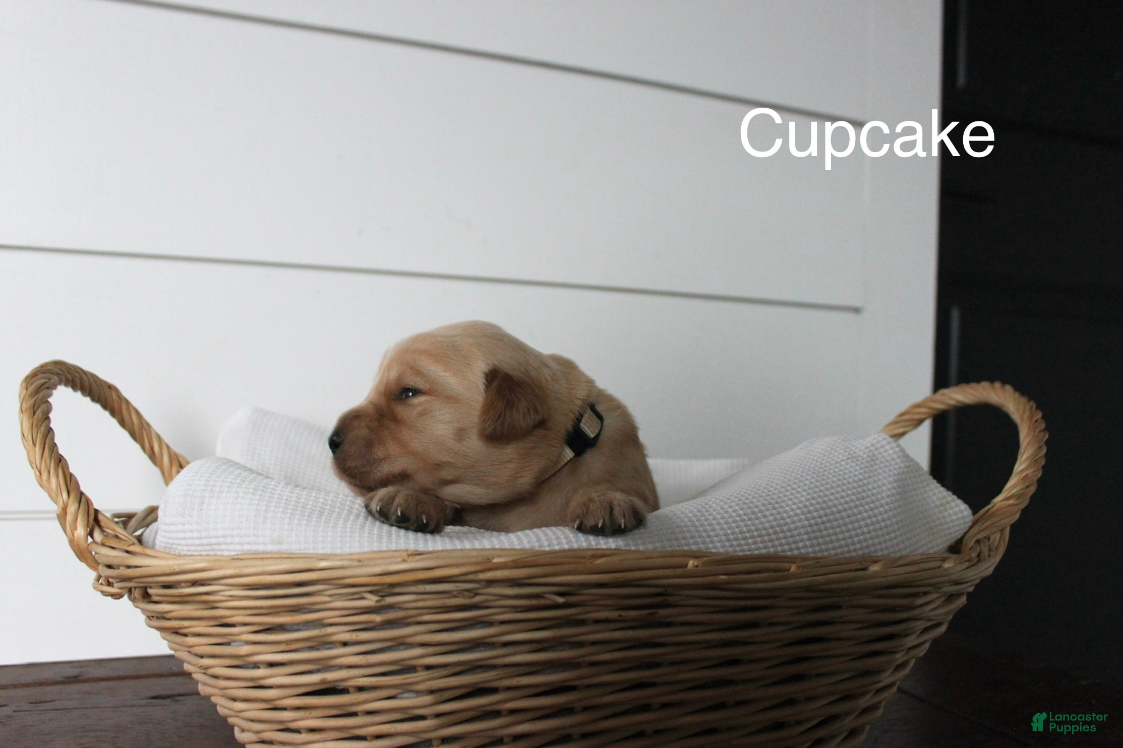 Golden Retriever dogs Cupcake  - Ad 2