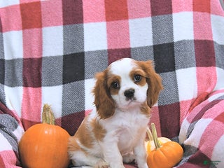 Cavalier King Charles Spaniel dogs - Ad 11