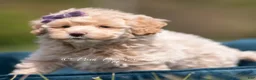 Maltipoo dogs for sale: Lulu - Ad 5