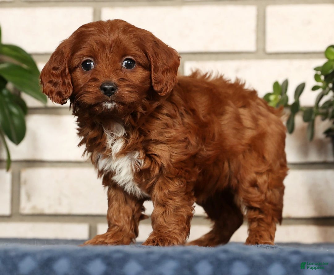 Cavapoo dogs for sale: Dawn - Ad 6