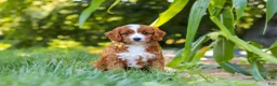 Cavapoo dogs for sale: Rocky - Ad 2