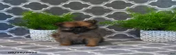 Pomeranian dogs for sale: Rodger - Ad 4