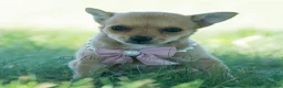 Chihuahua dogs for sale: Pumpkin - Ad 4
