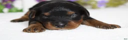 Toy Poodle dogs for sale: Phantom  - Ad 3