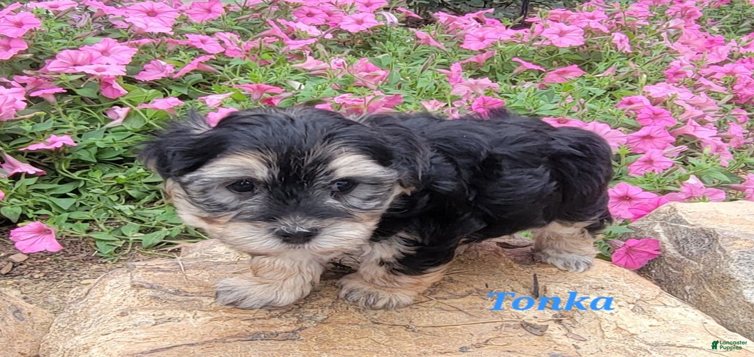 Gallery Image {{count}}