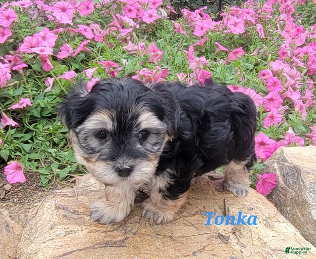 Gallery Image {{count}}